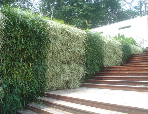 Вертикальное озеленение дома с помощью габиона